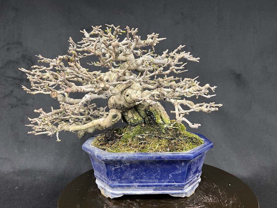 No.MY23114 イボタ - Bonsai Network Japan