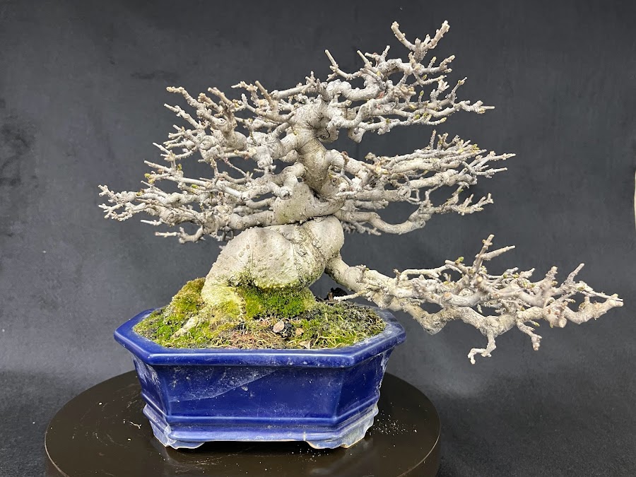 No.MY23114 イボタ - Bonsai Network Japan