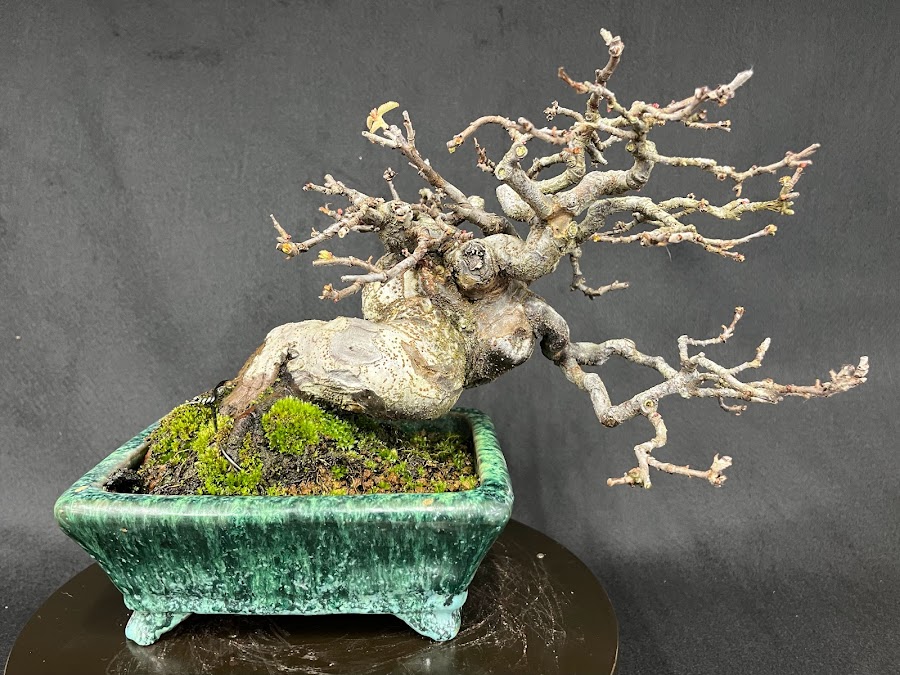 No.MY23110 カリン - Bonsai Network Japan