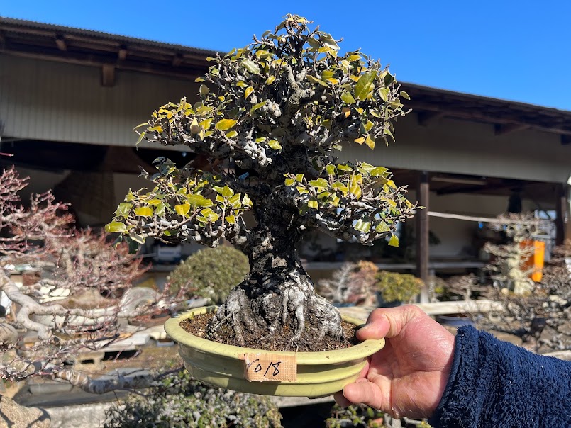 No.MK23218 寒グミ - Bonsai Network Japan