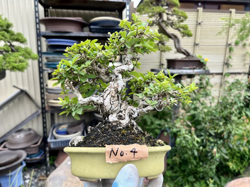 No.MK3704 イボタ - Bonsai Network Japan